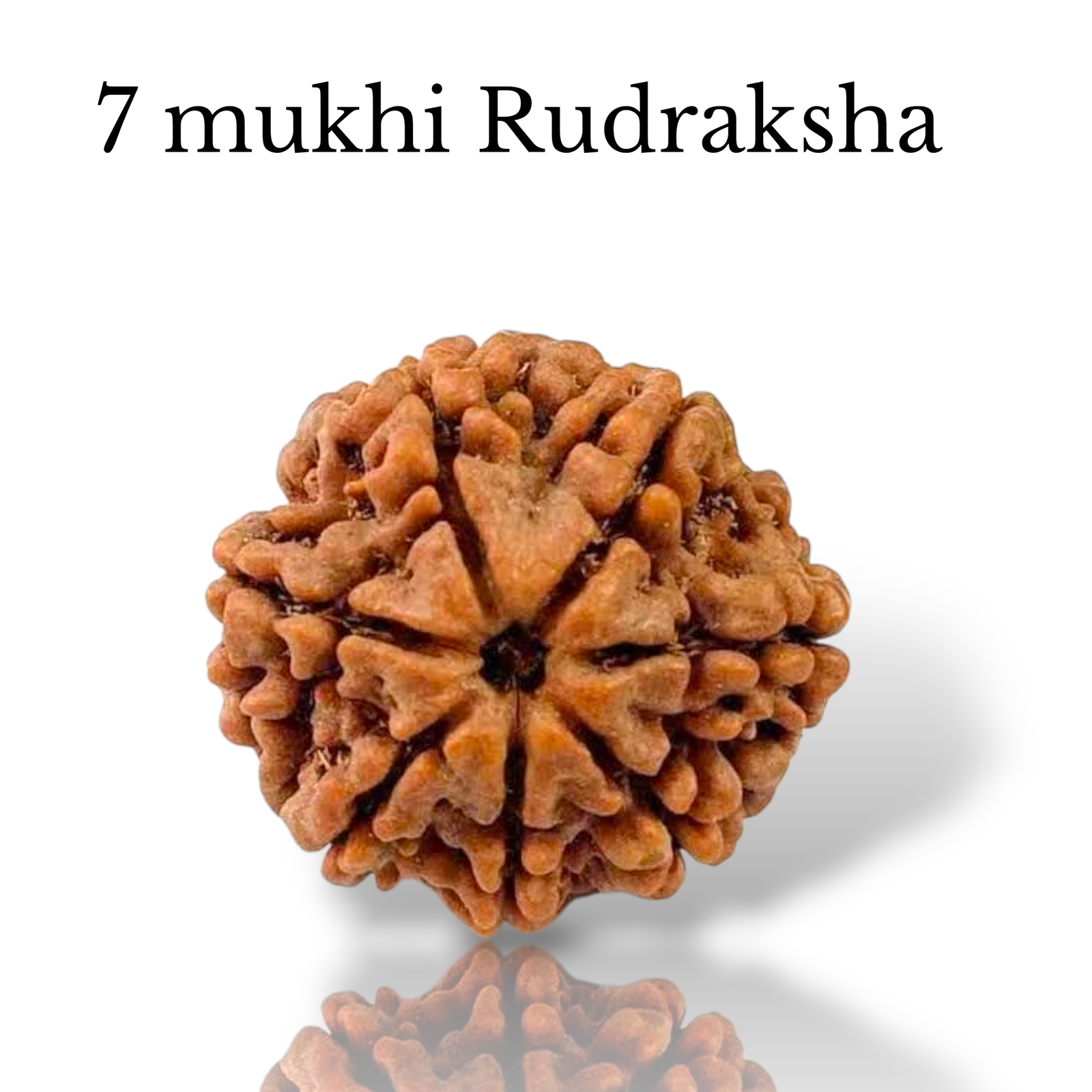 Authentic 7 Mukhi Nepali Rudraksha bead with seven distinct natural grooves and a rich dark brown texture from lakshya gems mumbai