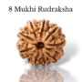 Authentic 8 Mukhi Nepali Rudraksha bead with eight distinct natural grooves and a high-quality dark brown finish