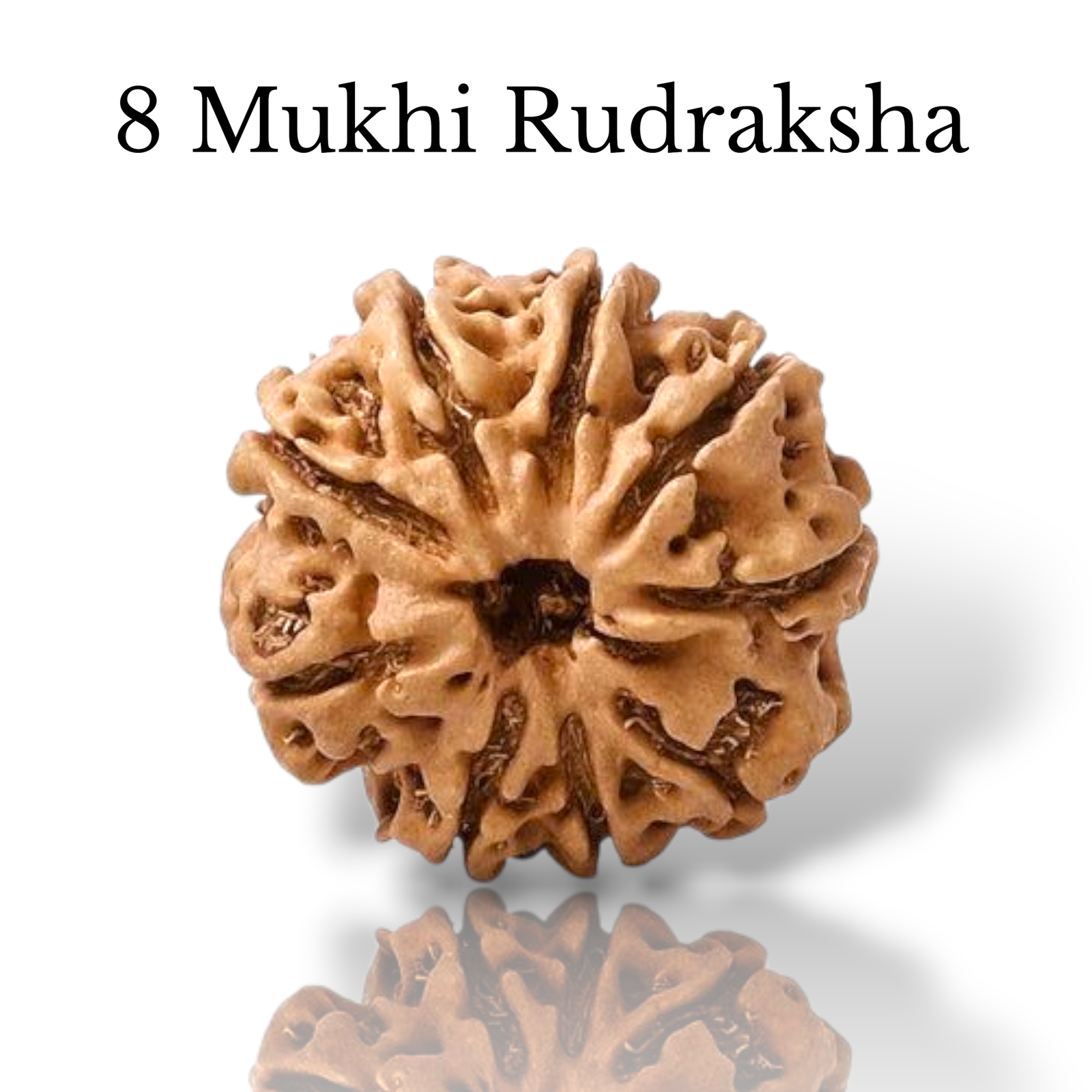 Authentic 8 Mukhi Nepali Rudraksha bead with eight distinct natural grooves and a high-quality dark brown finish