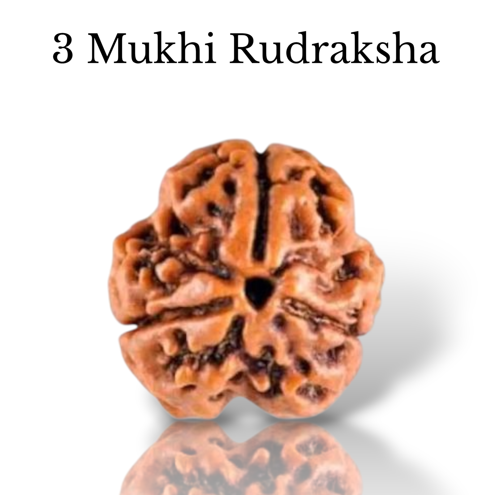 Authentic 3 Mukhi Nepali Rudraksha bead with three distinct natural grooves and a rich dark brown finish from lakshya gems mumbai