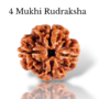 Authentic 4 Mukhi Nepali Rudraksha bead with four distinct natural grooves and a high-quality dark brown finish from lakshya gems mumbai