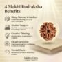 benefit of rudraksh