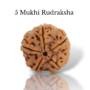 Authentic 5 Mukhi Nepali Rudraksha bead with five deep natural grooves and a robust, thorny from lakshya gems mumbai