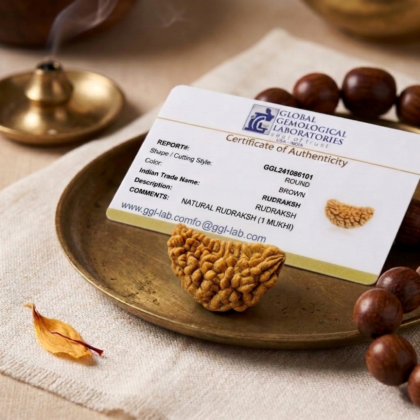 Authentic 1 Mukhi Rudraksha bead in cashew shape with one clear natural groove and deep brown texture from lakshya gems mumbai