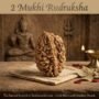 Best Rudraksha