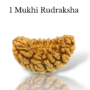 Authentic 1 Mukhi Rudraksha bead in cashew shape with one clear natural groove and deep brown texture from lakshya gems mumbai