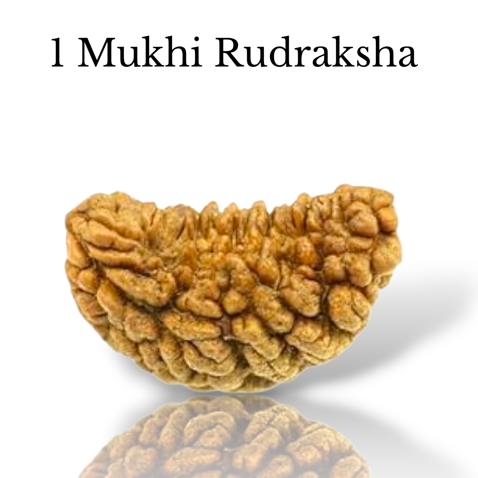 Authentic 1 Mukhi Rudraksha bead in cashew shape with one clear natural groove and deep brown texture from lakshya gems mumbai