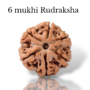 Authentic 6 Mukhi Nepali Rudraksha bead with six distinct natural grooves and a rich dark brown texture from lakshya gems mumbai