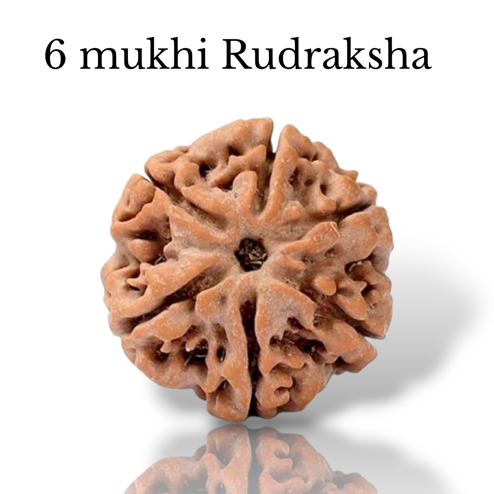 Authentic 6 Mukhi Nepali Rudraksha bead with six distinct natural grooves and a rich dark brown texture from lakshya gems mumbai