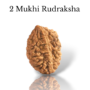 Authentic 2 Mukhi Rudraksha bead featuring two distinct natural grooves and a high-quality dark brown finish from lakshya gems mumbai