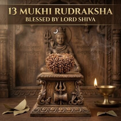 13 mukhi original rudraksha