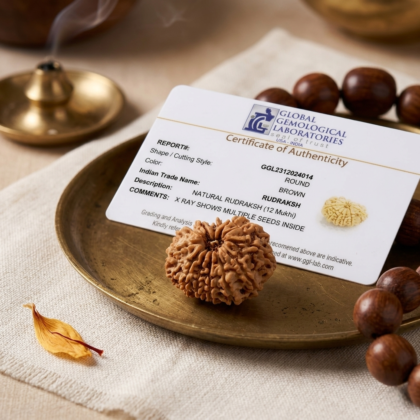 Authentic 12 Mukhi Nepali Rudraksha bead with twelve distinct, deep natural grooves and a robust texture from lakshya gems mumbai