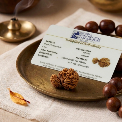 Authentic Garbh Gauri Nepali Rudraksha bead showing two naturally joined seeds with one part smaller than the other from lalshya gems mumbai