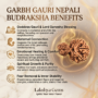 Authentic Garbh Gauri Rudraksha bead showing two naturally joined seeds with one part smaller than the other from Lakshya Gems mumbai