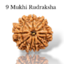 Authentic 9 Mukhi Nepali Rudraksha bead with nine distinct, deep natural grooves and a dark brown texture from lakshya gems mumbai
