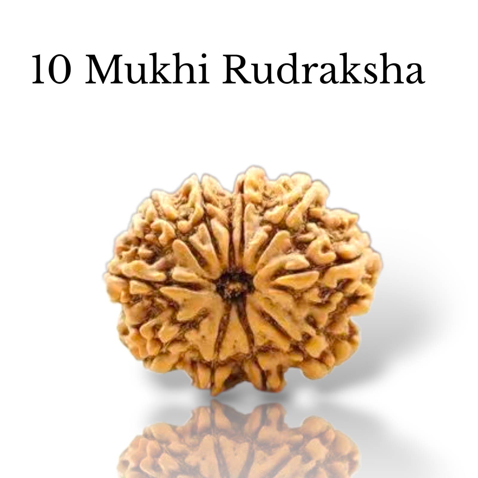 Authentic 10 Mukhi Nepali Rudraksha bead with ten distinct natural grooves and a high-quality polished finish from lakshya gems