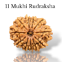 Authentic 11 Mukhi Nepali Rudraksha bead with eleven distinct, deep natural grooves and a high-luster finish
