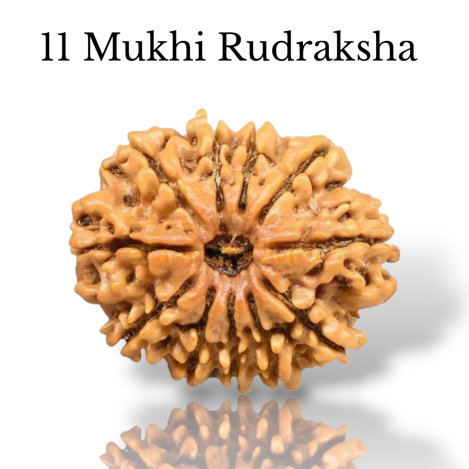 Authentic 11 Mukhi Nepali Rudraksha bead with eleven distinct, deep natural grooves and a high-luster finish