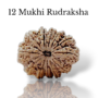 Authentic 12 Mukhi Nepali Rudraksha bead with twelve distinct, deep natural grooves and a robust texture from lakshya gems mumbai