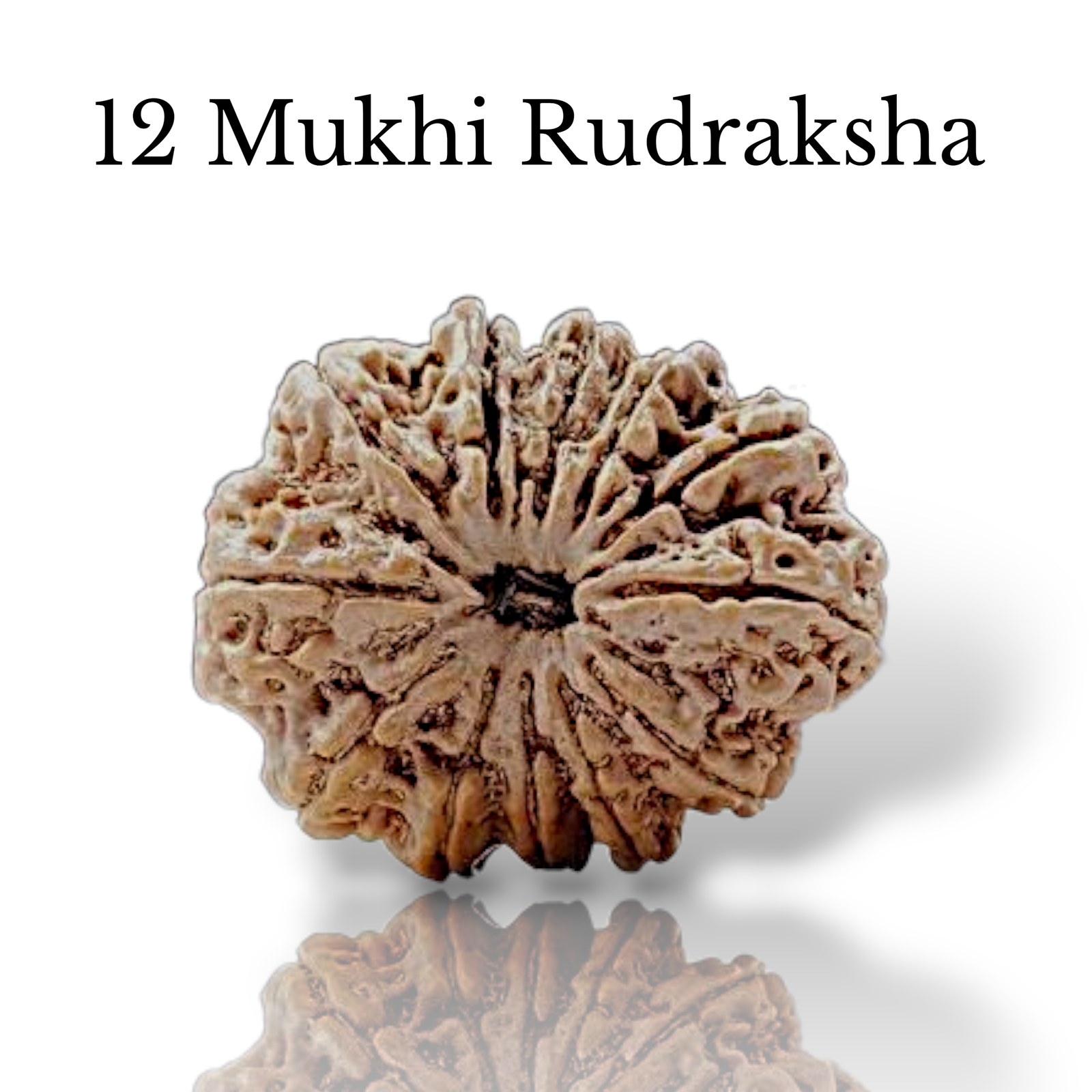 Authentic 12 Mukhi Nepali Rudraksha bead with twelve distinct, deep natural grooves and a robust texture from lakshya gems mumbai