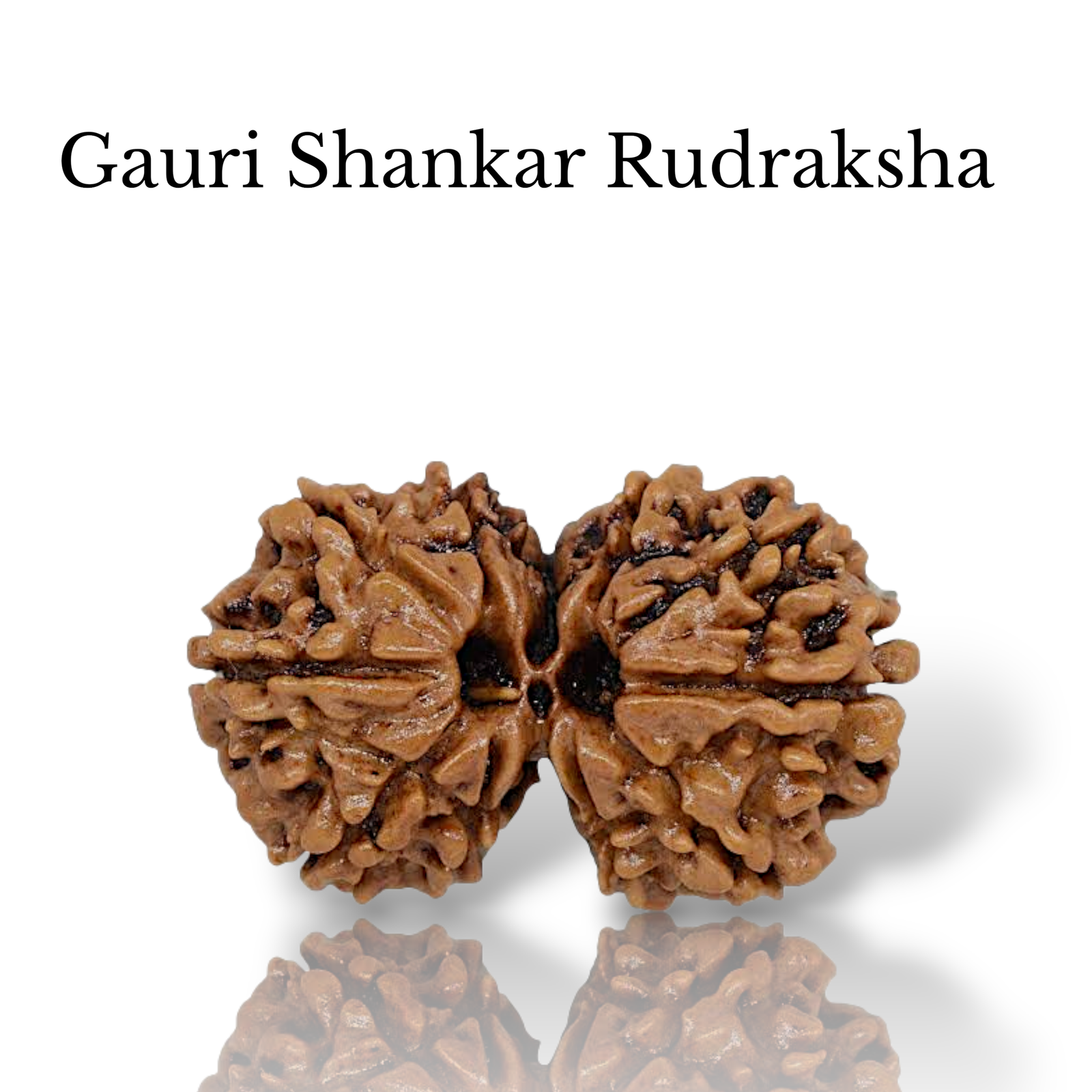 Large authentic Gauri Shankar Nepali Rudraksha showing two naturally joined seeds with deep, clear mukhi lines from lakshya gems mumbai