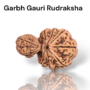 Authentic Garbh Gauri Rudraksha bead showing two naturally joined seeds with one part smaller than the other from lakshya gems mumbai
