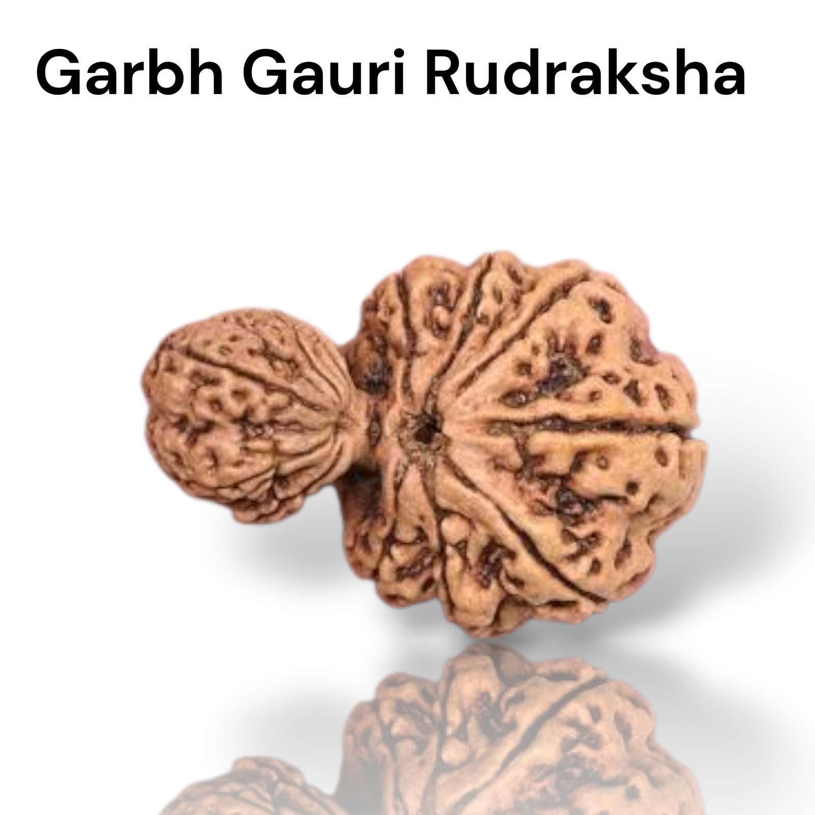 Authentic Garbh Gauri Rudraksha bead showing two naturally joined seeds with one part smaller than the other from lakshya gems mumbai