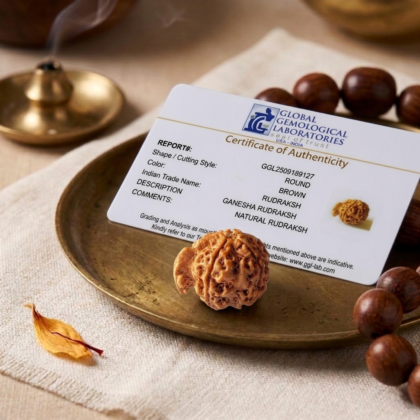 Authentic Ganesh Nepali Rudraksha showing the distinct natural trunk-like protrusion on a robust Himalayan seed from lakshya gems mumbai