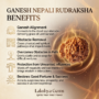 Authentic Ganesh Nepali Rudraksha showing the distinct natural trunk-like protrusion on a robust Himalayan seed From lakshya gems mumbai