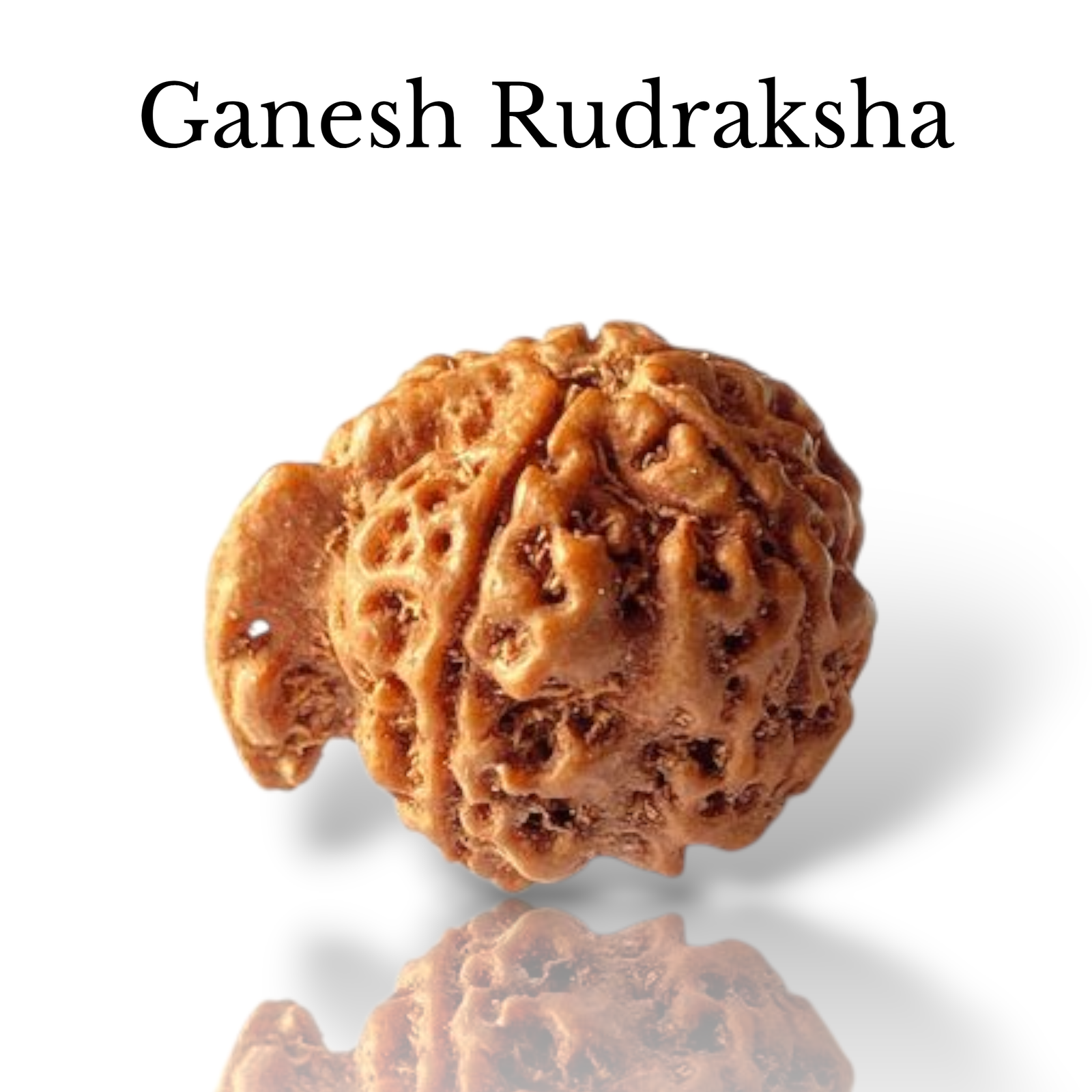Authentic Ganesh Nepali Rudraksha showing the distinct natural trunk-like protrusion on a robust Himalayan seed from lakshya gems mumbai